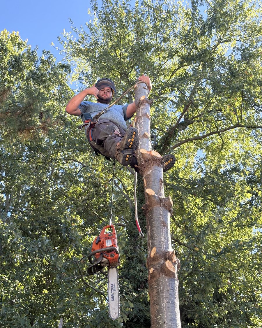 A Grade A climber roped to a spar with the saw hanging below him
