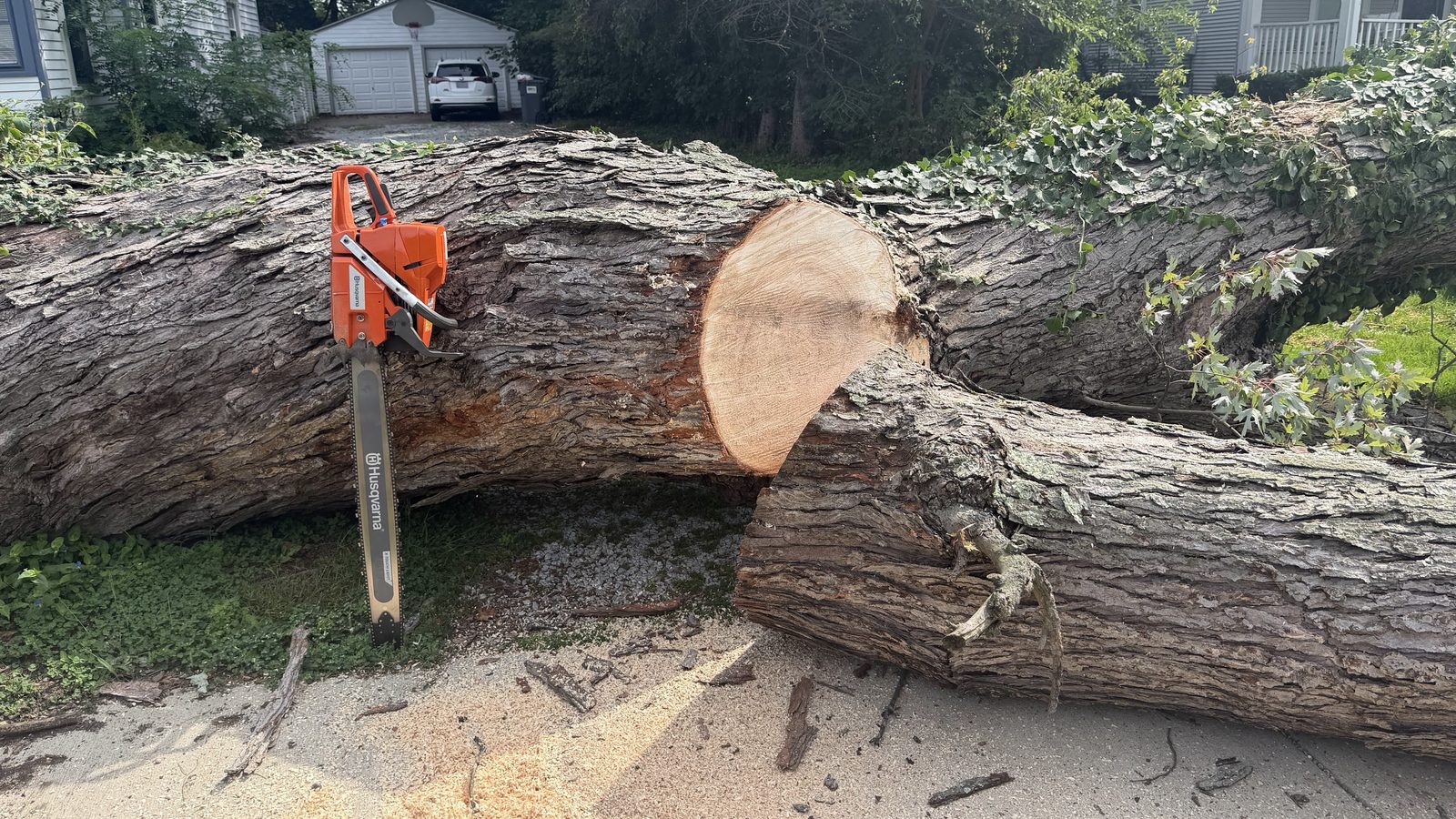 Sections of a removed tree on the ground with a chainsaw standing against the cut face
