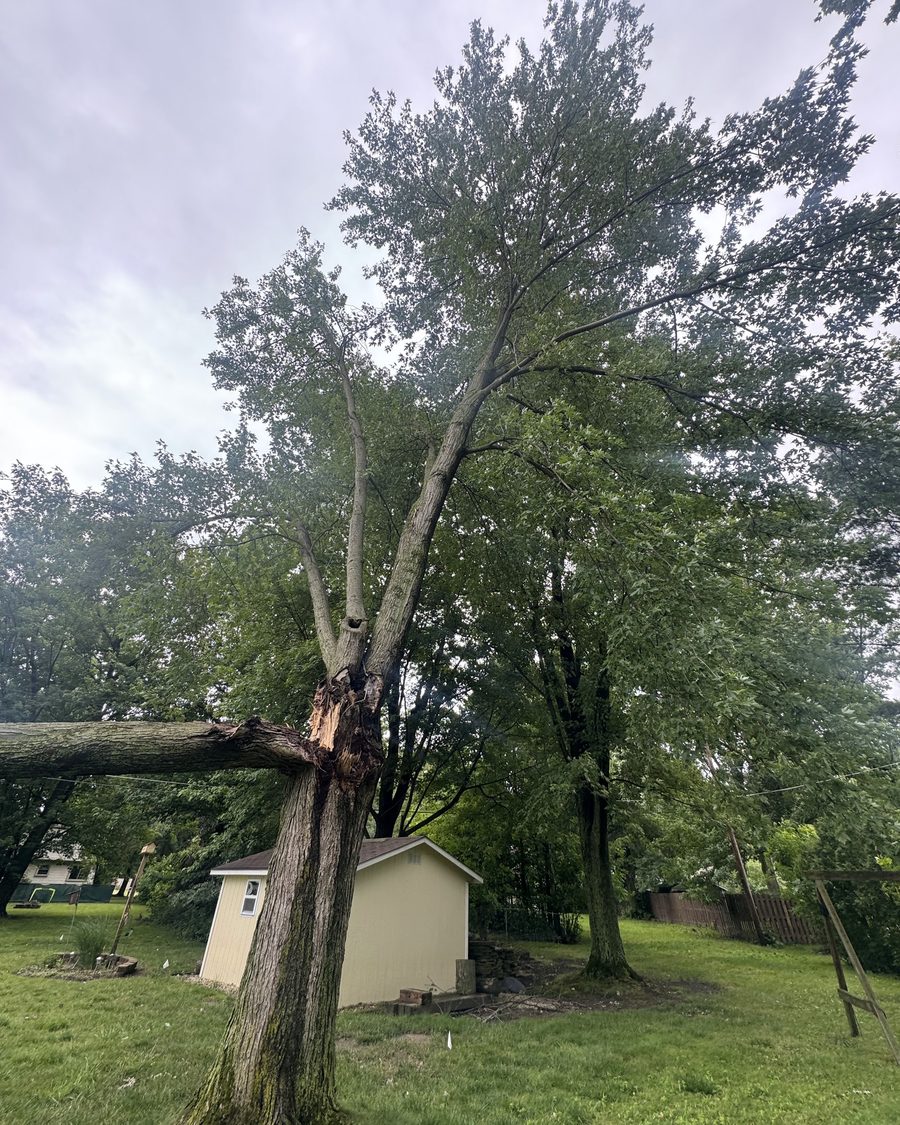 A tree split by a storm with a leader down across a backyard shed